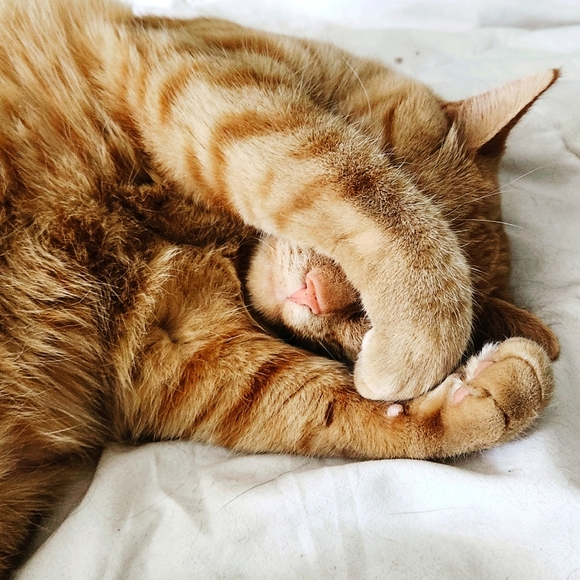 Pet Theme, SELL TOGETHER! Share Show! Cats, Dogs, Hand Crafted, Hand Made, Toys - Picture 4 of 5